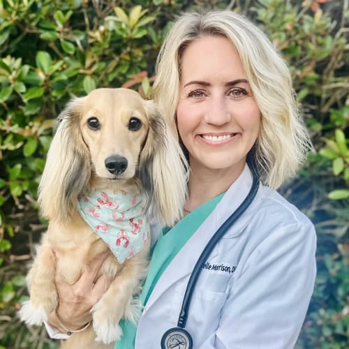 Dr. Michelle Morrison, Rock Hill Veterinarian